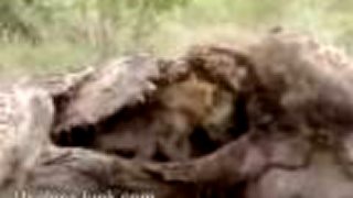 Hyena v útrobách žirafy