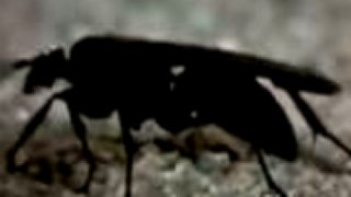 Tarantula vs. osa