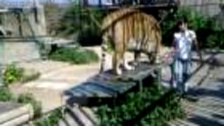 Tiger a šlahačka