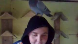 Holub na hlave