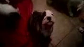 Bulldog 3
