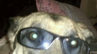 The German Shepherd song