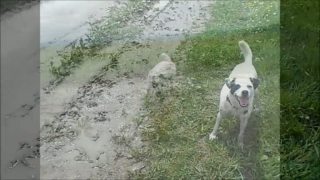 Jarné šantenie v mláke :)