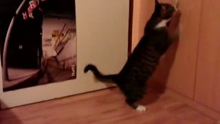 Crazy cat : - ))