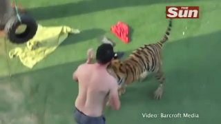 Domáce zvieratko? - tiger Enzo