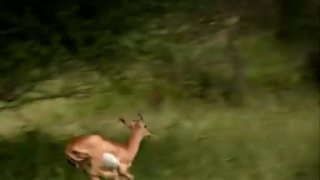 Gepard v prírode