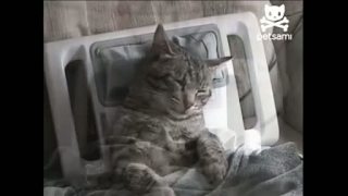 Mačacia masáž 2