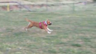Assan - Amstaff - Obrana