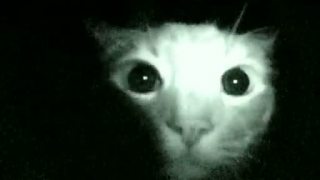 Paranormálna mačka