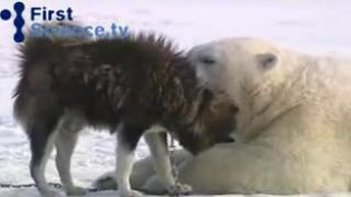 Polárne medvede a husky