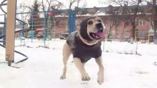 TRETstyle (the parkour dog)