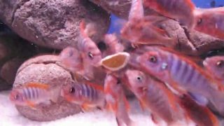 Labidochromis,hongi,sweden,