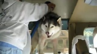 Zábavný Husky