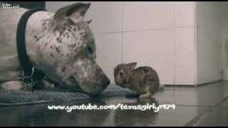 Pitbull vs zajačik