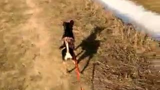 Votrelec vs "doberman"