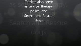 American pitbull terrier