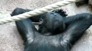 Pražská ZOO smúti