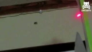 Pavuk prenasleduje laser