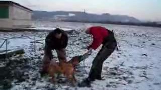 Výcvik psa - boxer