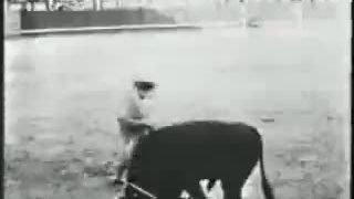 Býci zabijajú kone