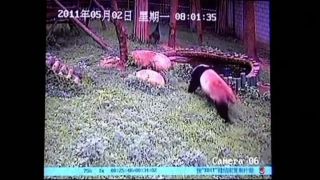Panda vs Páv