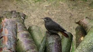 Shoot BIRD šot