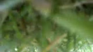 Sky lark