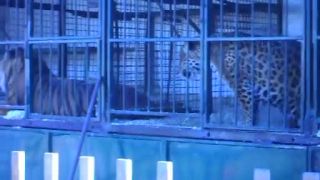 Tiger, lev