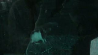 Python regius - prvy attack na potkana