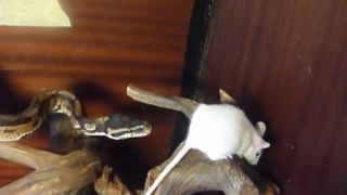 Python regius