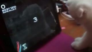 Mačiatko sa hrá na iPade