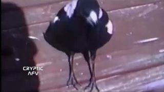 Zabavne Americke domace videa