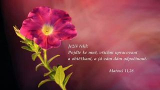 Biblické citáty