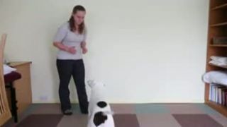 Hluchý pes rozumie znakovej reči