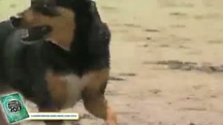 Psia surferka