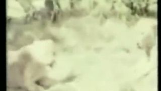 Nevydarené safari