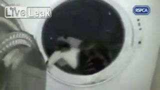 Idiot zavrel mačku do pračky