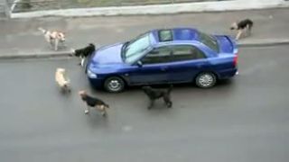 Agresívna psia svorka