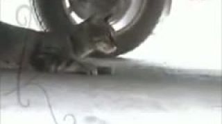 Skutočný Tom a Jerry