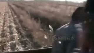 Útok veľkého medveďa