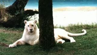 I am the Tiger!