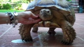 Speede turtlegasm