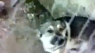 Moji psy 