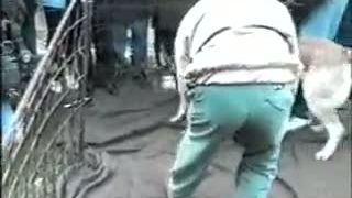 Vlkodav vs Bullterier