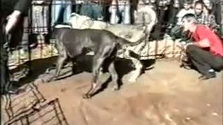 Mastin vs Kangal