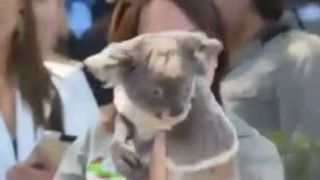 Tysonova slabosť