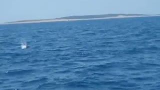 Chorvatsko delfini pri pagu