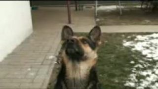 Môj pes vie lietať (part 2)