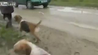 Záchrana líšky pred loveckými psami