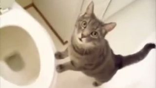 Mačky na wc
